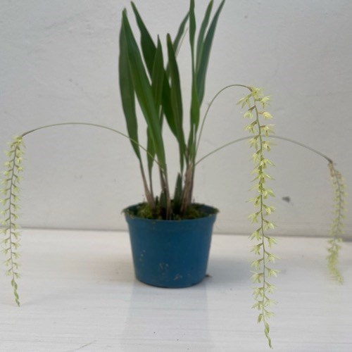 Dendrochilum uncatum