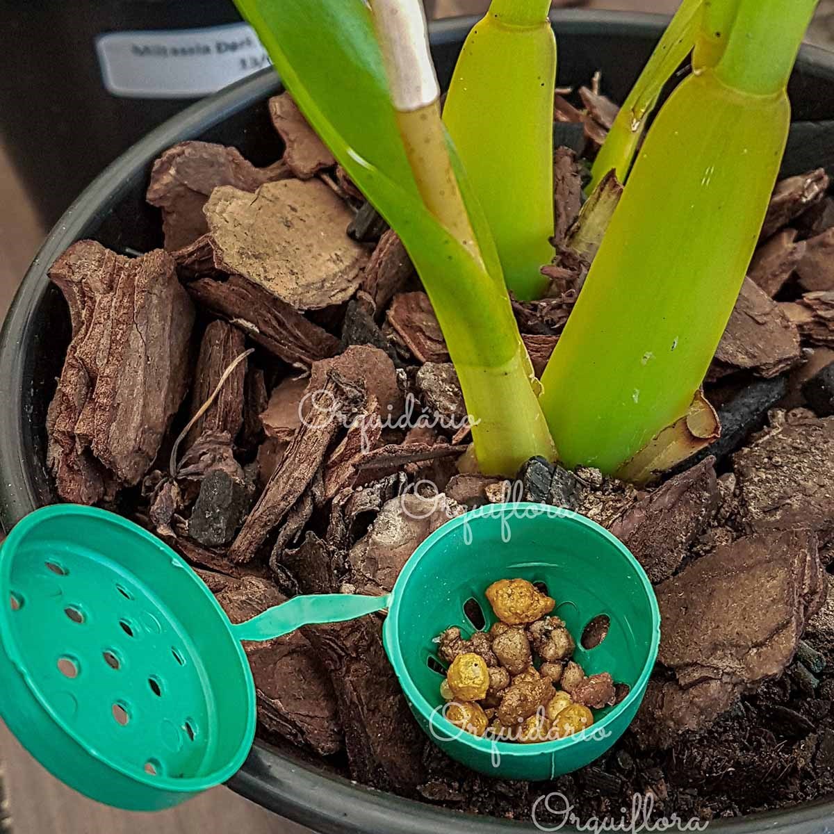 Kit 50 Unidades Porta Adubo VERDE Plantas Orquídeas Bonsai