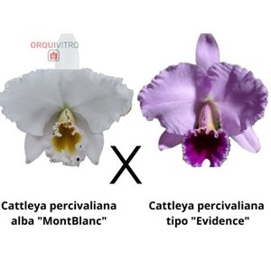Orquídea Cattleya percivaliana alba "MontBlanc" x Cattleya percivaliana tipo "Evidence"