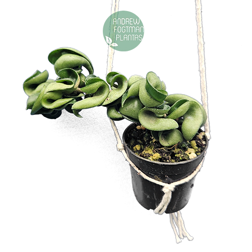 Flor de cera Hoya carnosa compacta muda enraizada no pote nº 6