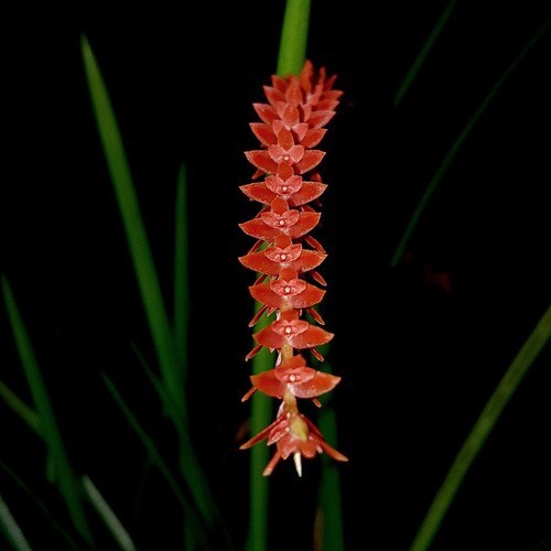 Orquídea Dendrochilum wenzelii Planta Adulta No Cachepot