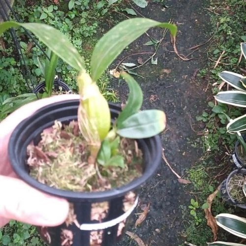 Orquídea Dendrobium sulcatum