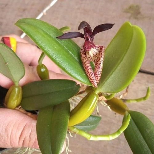 Orquídea Bulbophyllum brevicarpum (urubu tomando sol)