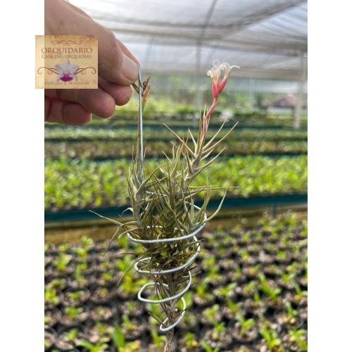 Tillandsia oliveirae