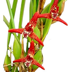 Orquidea Maxillaria tenuifolia.plantas Adultas Entouceirada
