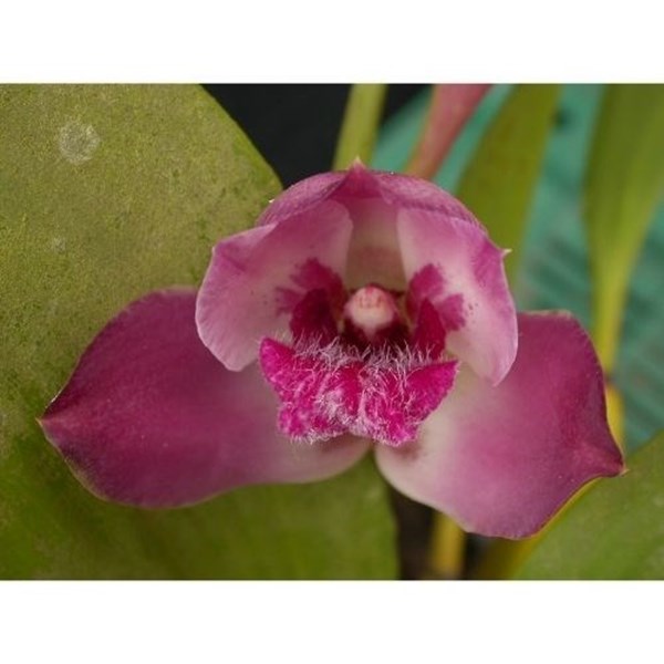 Orquídeas Bifrenaria tyrianthina
