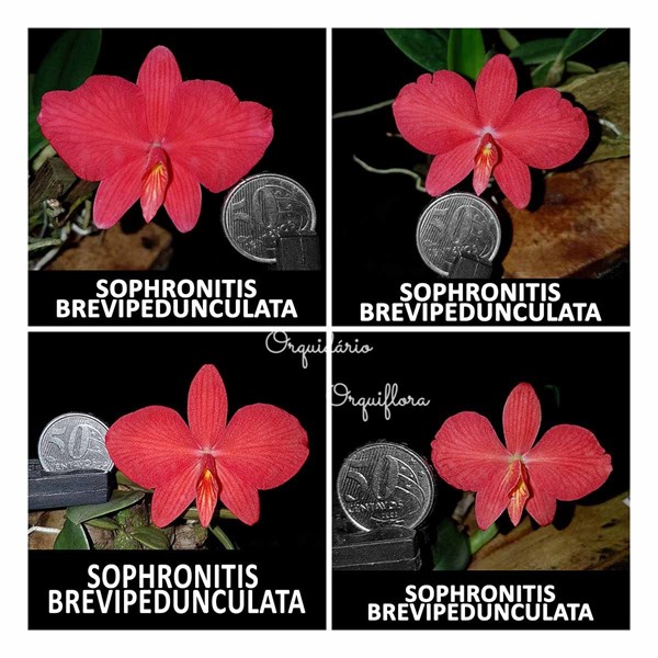 Mini Orquídea Sophronitis brevipedunculata Planta Adulta