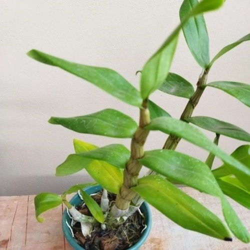 Orquídea Dendrobium Gatton Sunray