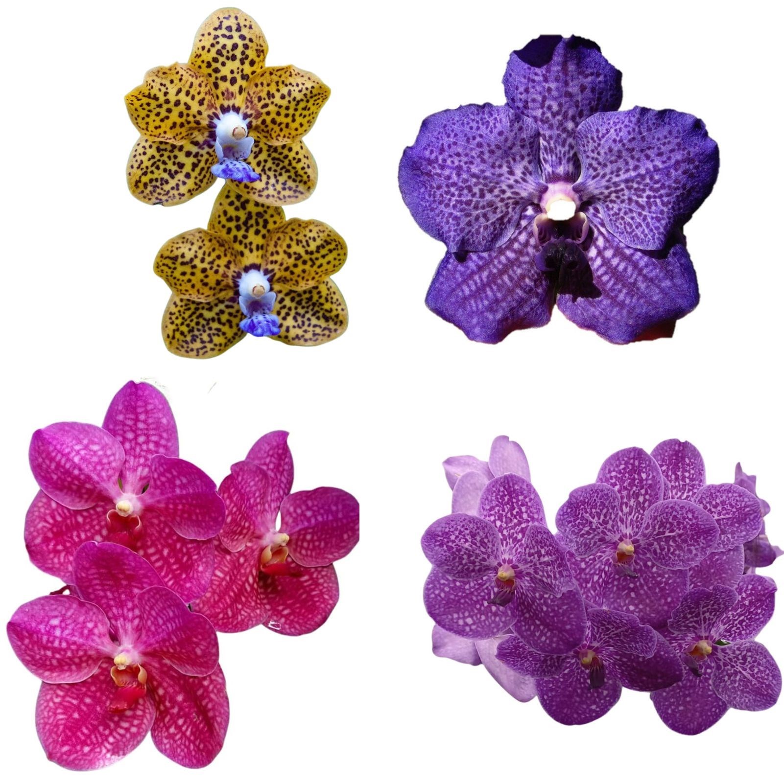 Kit - 4 Mudas De Orquídea Vanda