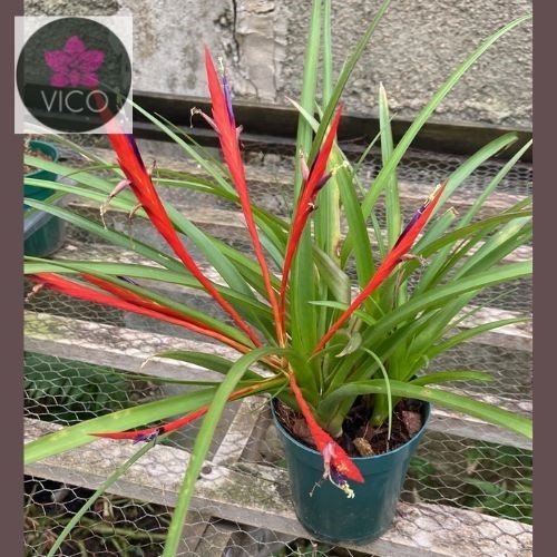 Tillandsia flabellata