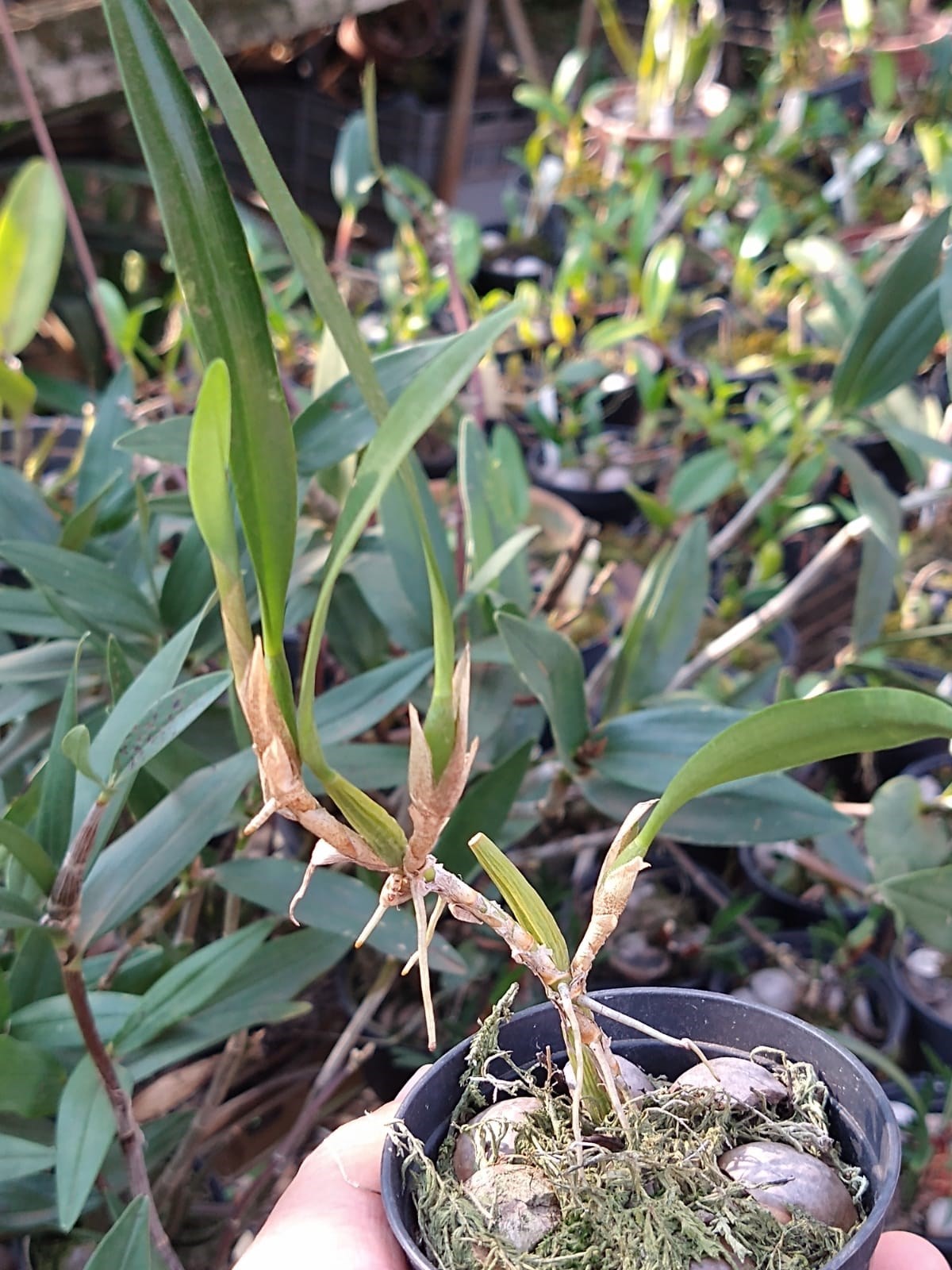 Orquídea Exótica Dendrochilum aurantiacum