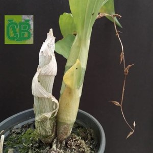 Orquidea Cycnoches (guttulatum x loddigesii) - S7051