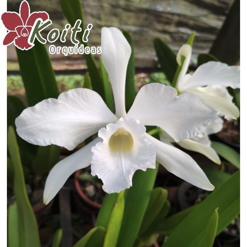 Orquídea Laelia Purpurata Var. Alba - Adulta
