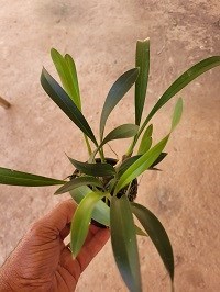 Brasiliorchis umilis ( ex Maxillaria gracilis )