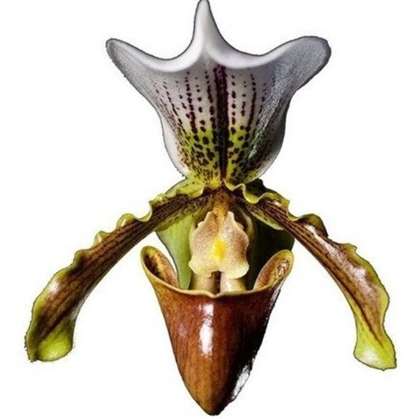 Orquídea Sapatinho Paphiopedilum insigne Planta Adulta - Orquiloja