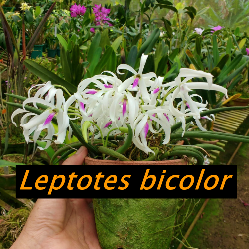 Orquídea Leptotes bicolor