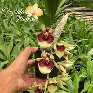 Orquídea Catasetum Faustii x Pileatum