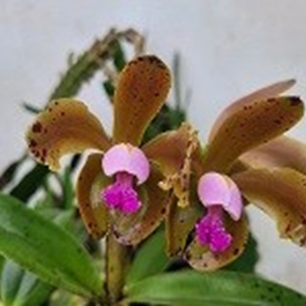 Cattleya porphyroglossa