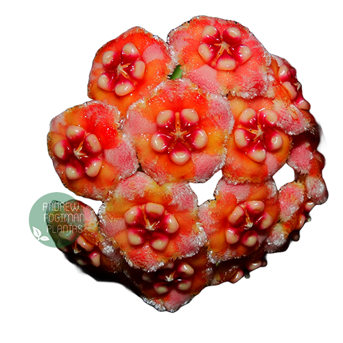 Flor de cera Hoya meliflua - muda enraizada no pote nº 6