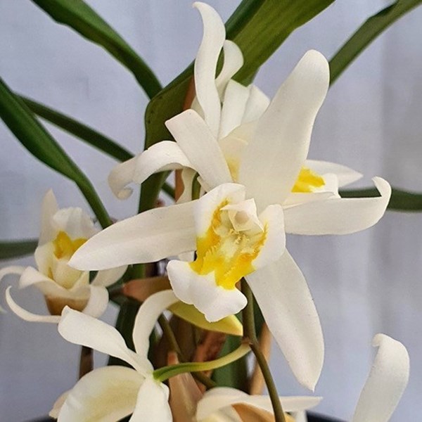 Orquídea Coelogyne mooreana. Com Vaso ! Planta Adulta !