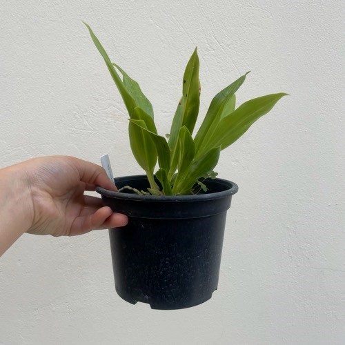 Warczewiczella amazonica (Cochleanthes)