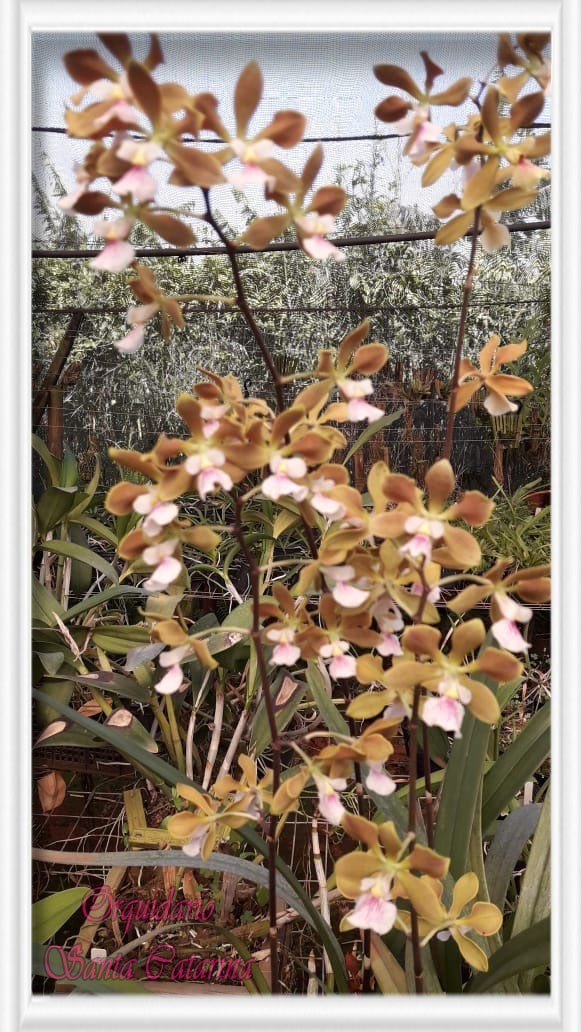 Orquídea Encyclia megalantha