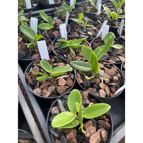 Muda de Orquídea Cattleya Amethystoglossa Alba