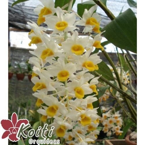 Orquídea Dendrobium Cream Cascade - Tamanho 4