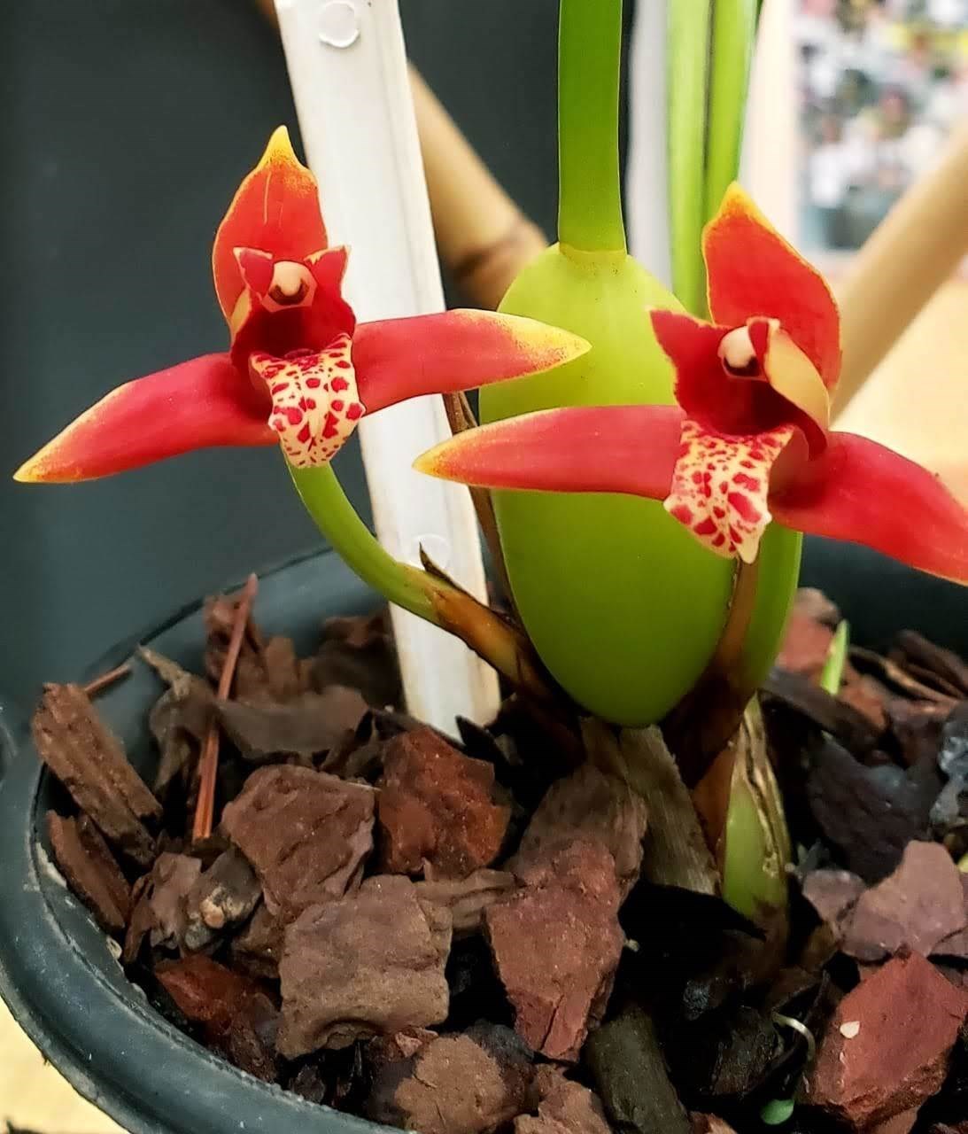 Orquídea Maxillaria tenuifolia