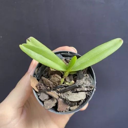 orquídea Rhynchostylis Gigantea Orange Self