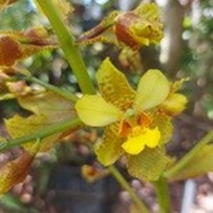 Registro Disponível: Cyrtopodium ( glutiniferum x saintlegerianum )