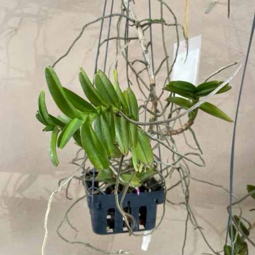 Pelatantheria insectifera