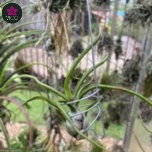 Tillandsia Bulbosa