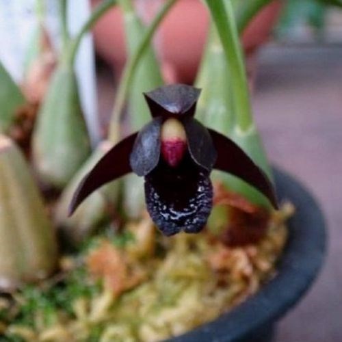 Orquídea Maxillaria schunkeana