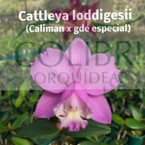Orquídea Cattleya loddigesii tipo (Caliman x gde especial)