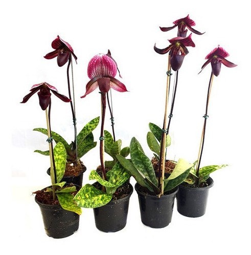 Orquídea Rara Sapatinho Paphiopedilum maudiae Black Jack