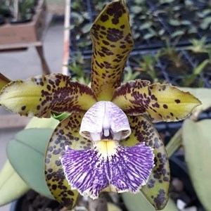 Orquídea Cattleya schilleriana coerulea x coerulea