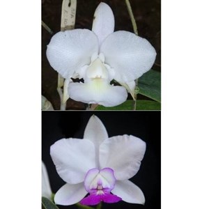 Orquídea Cattleya  walkeriana albescens nicoline x s/alba almeida