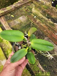 Cattleya warneri x Hadrolaelia alaori