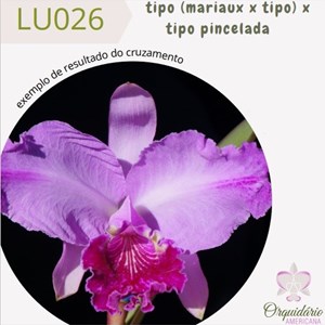 Orquídea Cattleya lueddemanniana tipo (mariaux x tipo) x pincelada