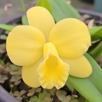 Cattleya Marina Camargo Gazzi