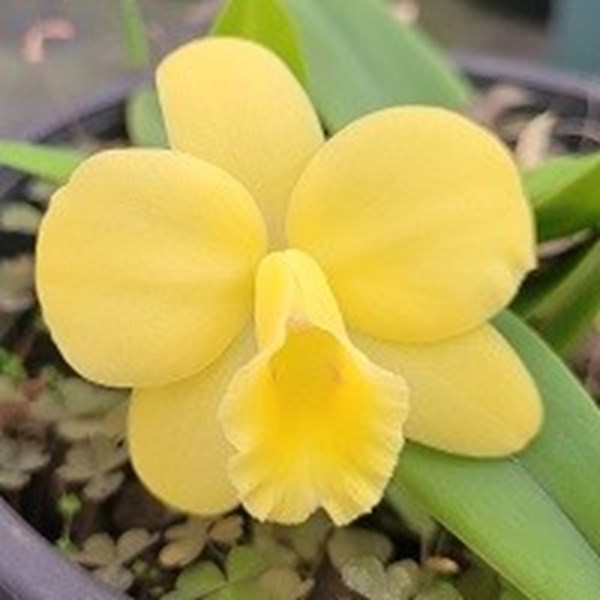 Cattleya Marina Camargo Gazzi