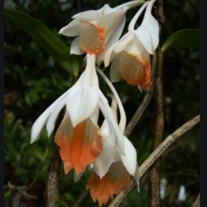 Orquídea Dendrobium chapaense