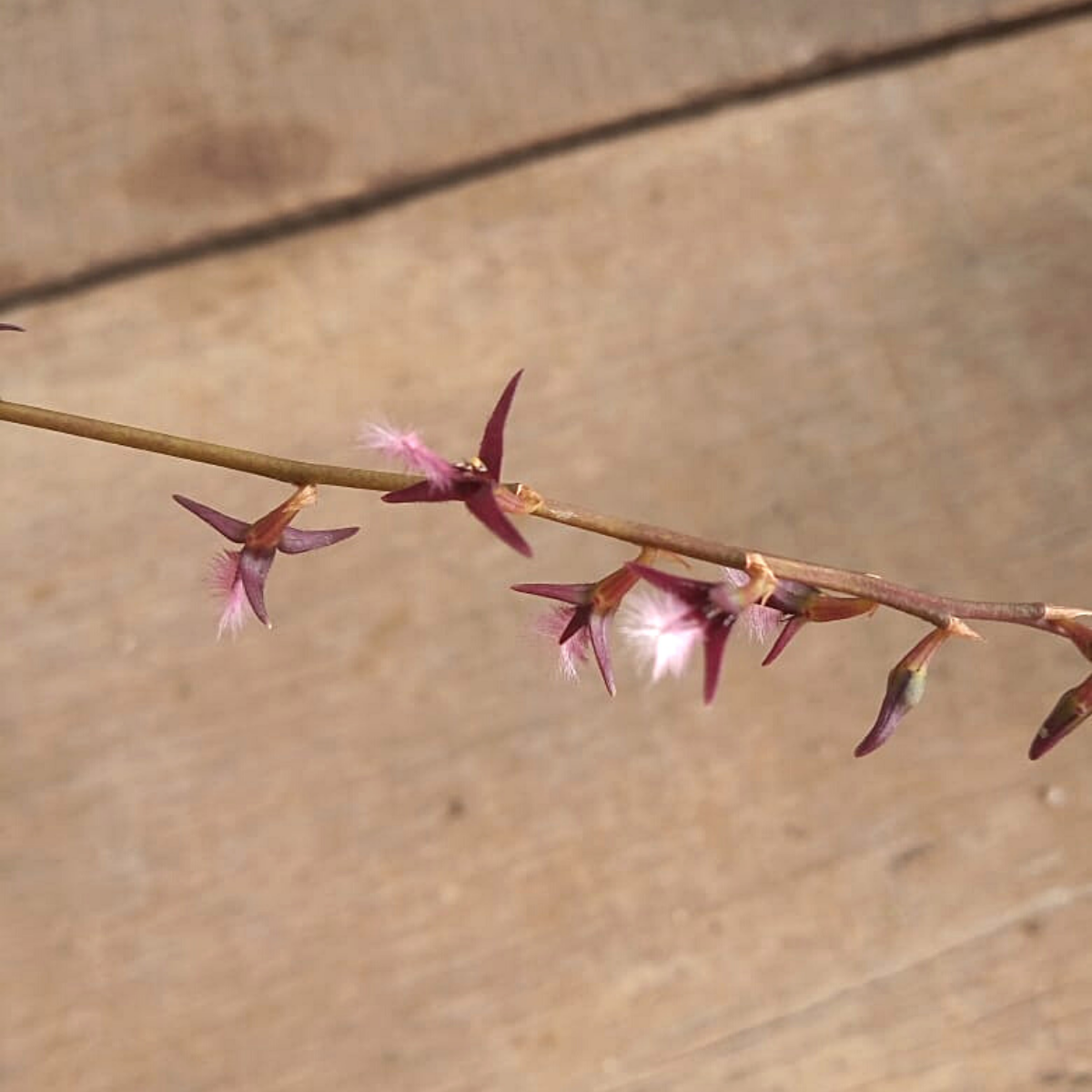 Orquídea Bulbophyllum miniatum
