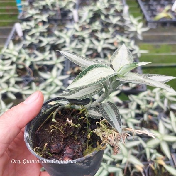 Aspidogyne agentea - Jewel Orchid - Orquídea Joia - Adulto