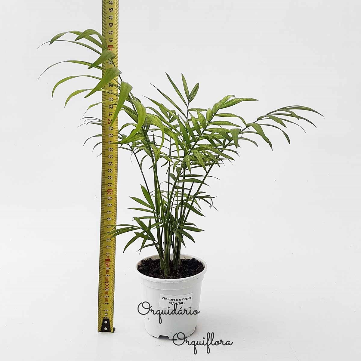 Muda de Palmeira Chamaedorea Elegans Planta Natural com Vaso