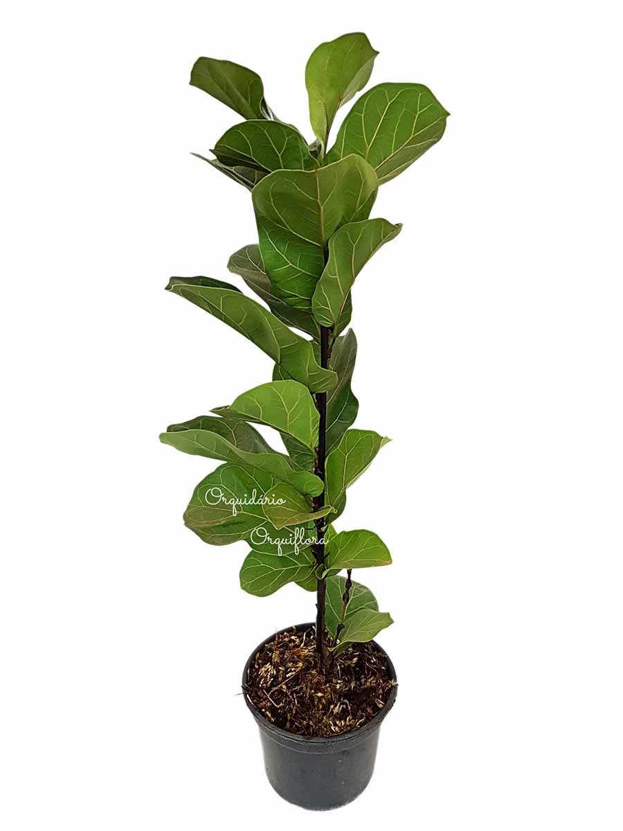 Muda Ficus lyrata Figueira-Lira Planta Natural Ornamental