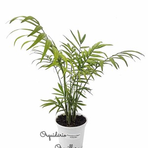 Muda de Palmeira Chamaedorea Elegans Planta Natural com Vaso