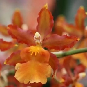 Orquidea Oncostele Catatante - ADULTO