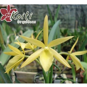PROMOÇÃO Orquídea Brassocattleya Sunny Delight - Adulta